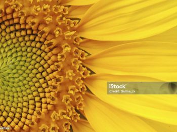 Closeup of  beautiful sunflower